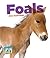 Foals (Baby Animals)