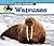 Walruses (Arctic Animals)