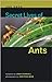 Secret Lives of Ants