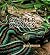 Garter Snakes
