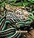 Garter Snakes (The Really Wild Life of Snakes)