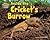 Inside the Cricket’s Burrow (Science Slam: Snug As a Bug-Where Bugs Live)
