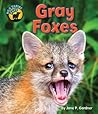 Gray Foxes (Wild Canine Pups)