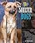 Shelter Dogs (Dog Heroes)