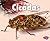 Cicadas (Creepy Crawlers)