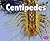 Centipedes