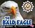 The Bald Eagle