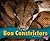 Boa Constrictors (Pebble Plus: Snakes)