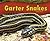 Garter Snakes