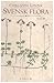 Svensk flora by Carl Linnaeus