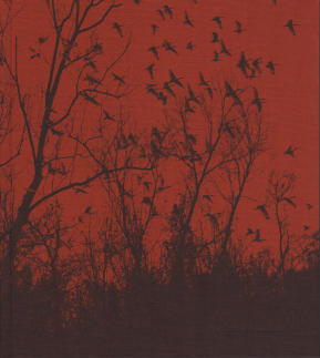 She Dances on Jackson (Hardcover)