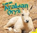 I am an Arabian Oryx