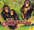 I am a Chimpanzee