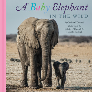 A Baby Elephant in the Wild (Hardcover)