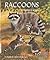 Raccoons