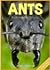 Ants: Fun Facts and Cool Pictures. Animal Photo Books for Kids