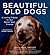 Beautiful Old Dogs: A Loving Tribute to Our Senior Best Friends