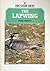 The Lapwing