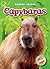 Capybaras