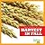Harvest in Fall (What Happens in Fall?)