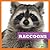 Raccoons (My First Animal Library)