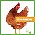 Chickens (Animals on the Farm)