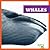 Whales (Life Under the Sea)