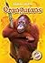 Orangutans (Blastoff! Readers: Animal Safari)