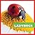 Ladybugs (Insect World)