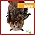 Bats (My First Animal Library)