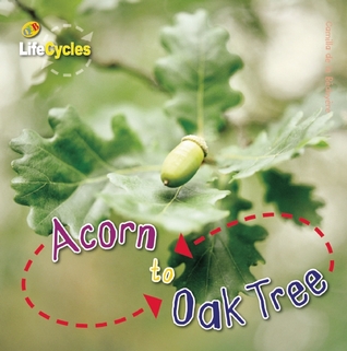 Acorn to Oak Tree (LifeCycles)