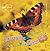 Caterpillar to Butterfly (LifeCycles)