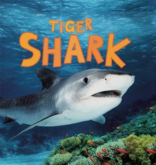 Tiger Shark (Discover Sharks)