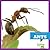Ants (Insect World)