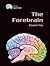 The Forebrain (Gray Matter)