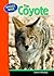 The Coyote (Nature Walk)