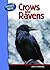 Crows and Ravens (Nature Walk)