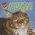 American Longhairs (Cats Are Cool)