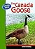 The Canada Goose (Nature Walk)