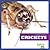 Crickets (Insect World)