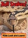 Bull Snakes Bull Snakes