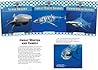 Sharks Set: Great White Sharks / Nurse Sharks / Tiger Sharks / Whale Sharks / Sand Sharks / Hammerhead Sharks