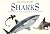 The Little Guides: Sharks