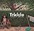Triciclo