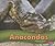 Anacondas (Snakes)