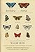 Butterfly People: An American Encounter with the Beauty of the World