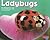 Ladybugs (Bugs, Bugs, Bugs!)