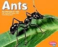 Ants