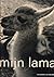 Mijn lama