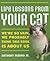 Life Lessons from Your Cat:...